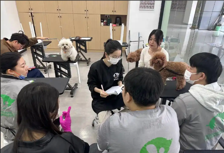 绍兴市宠物美容培训学校宠物美容培训学校 - 一站式服务